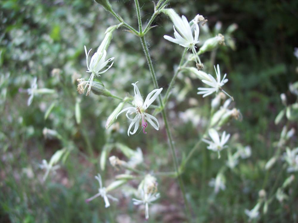 Silene nutans